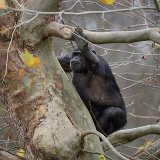 Ein Schimpanse klettert auf einem herbstlich kahlen Baum im Zoo Neuwied.