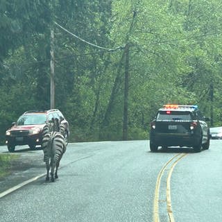 Vier Zebras sind in den USA ausgebüchst und machen teilweise Autobahnen unsicher.