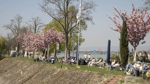 Ufer in Mainz