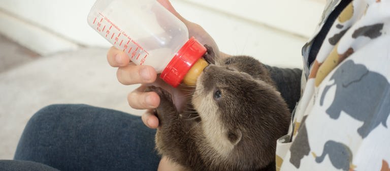 Otterbaby, das mit einer Flasche gefüttert wird. (Foto: IMAGO, IMAGO / Panthermedia)