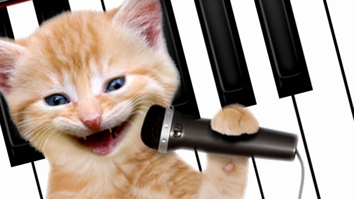 Katze Mikrofon (Foto: SWR, DASDING)