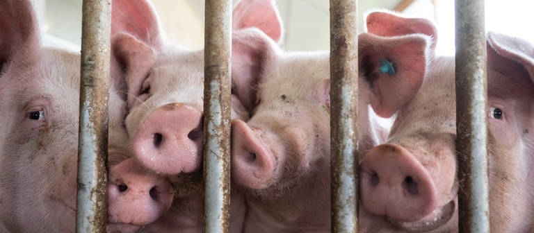 Mehrere Schweine drücken ihre Nasen durch eine vergitterte Stalltür. (Foto: dpa Bildfunk, picture alliance/dpa | Marijan Murat)