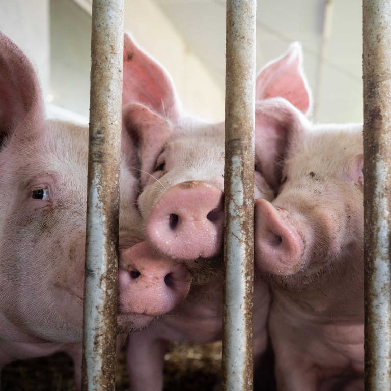 Mehrere Schweine drücken ihre Nasen durch eine vergitterte Stalltür. (Foto: dpa Bildfunk, picture alliance/dpa | Marijan Murat)