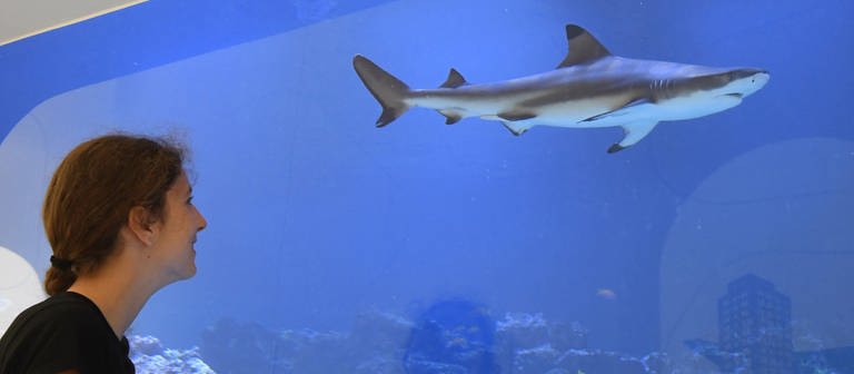 Im Naturkundemuseum Karlsruhe schwimmt ein Schwarzspitzenriffhai in seinem Aquarium. (Foto: dpa Bildfunk, picture alliance / dpa | Uli Deck)