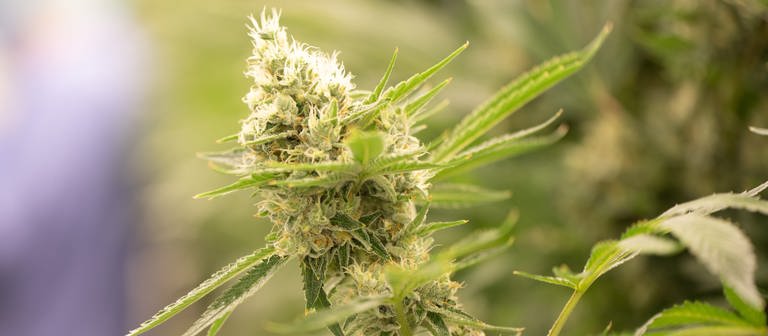 Nahaufnahme einer Cannabis-Pflanze (Foto: dpa Bildfunk, picture alliance/dpa/dpa-Zentralbild | Sebastian Kahnert)