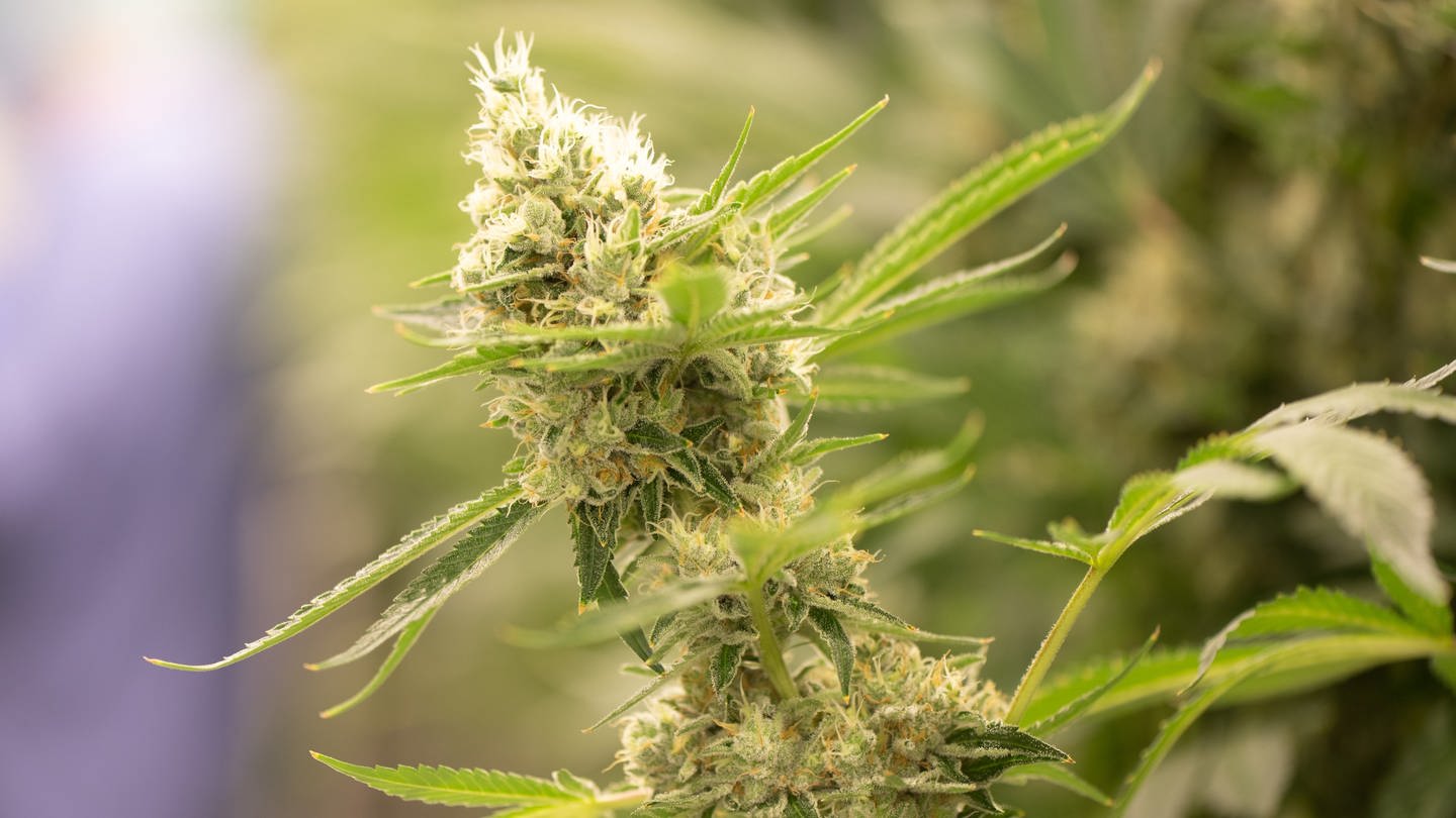 Nahaufnahme einer Cannabis-Pflanze