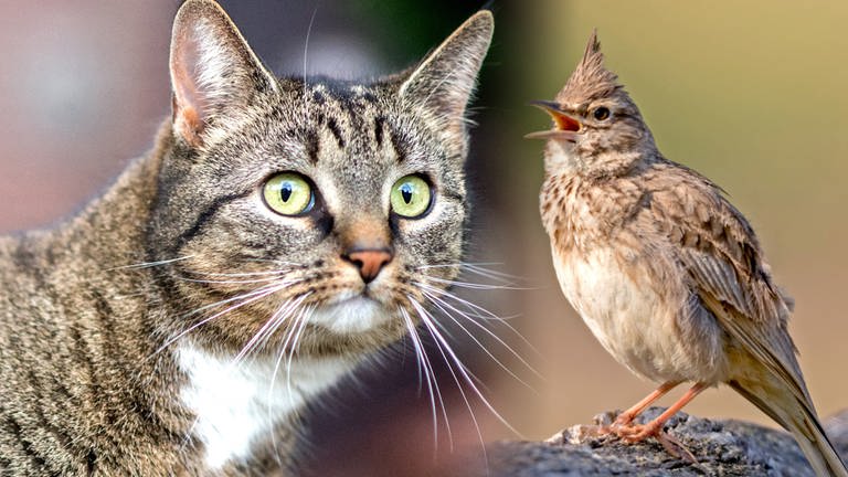 The cat and the bird (photo: dpa Bildfunk, picture alliance / dpa / Andreas Trepte / Archiv Vogelschutzwarte | Andreas Trepte / picture alliance / dpa | Hauke-Christian Dittrich)