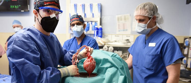 Schweineherz in Mensch implantiert (Foto: DASDING, picture alliance/dpa/University of Maryland School of Medicine | Tom Jemski)