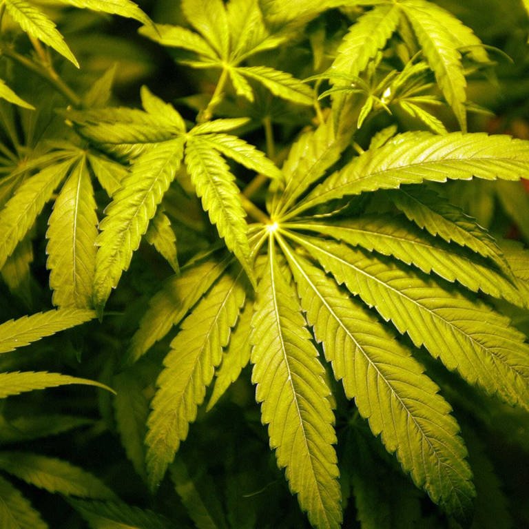 Medizinisches Marihuana wird angebaut. (Foto: dpa Bildfunk, picture alliance/dpa/TNS via ZUMA Wire | William Archie, Detroit Free Press)