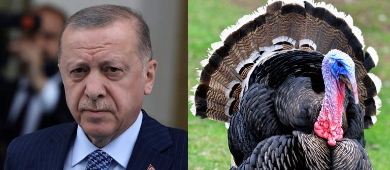 Erdogan und ein Truthahn (Foto: links: picture alliance/dpa/AP | Burhan Ozbilici; rechts: IMAGO / Shotshop)