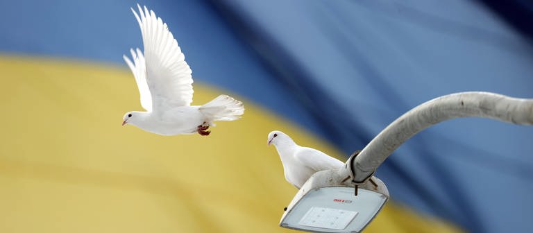 Zwei Tauben vor einer Ukraine-Flagge (Foto: dpa Bildfunk, picture alliance / AA | Ali Atmaca)