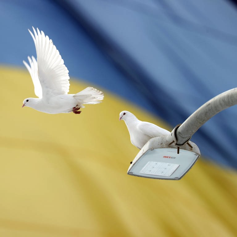 Zwei Tauben vor einer Ukraine-Flagge (Foto: dpa Bildfunk, picture alliance / AA | Ali Atmaca)