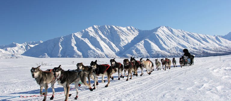 Schlittenhunde in Alaska (Foto: dpa Bildfunk, Picture Alliance)