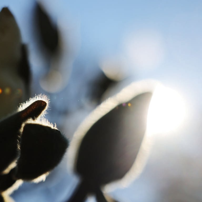Die März-Sonne scheint hinter Magnolien-Knospen in der Flora. (Foto: dpa Bildfunk, picture alliance/dpa | Oliver Berg)