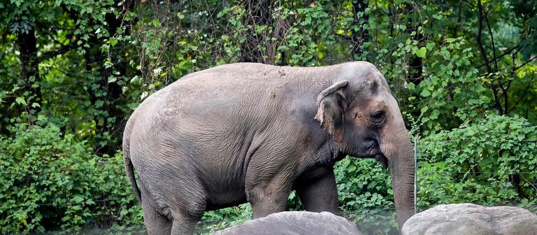 Elefant Happy Bronx Zoo New York (Foto: picture-alliance / Reportdienste, picture alliance/dpa/AP | Bebeto Matthews)