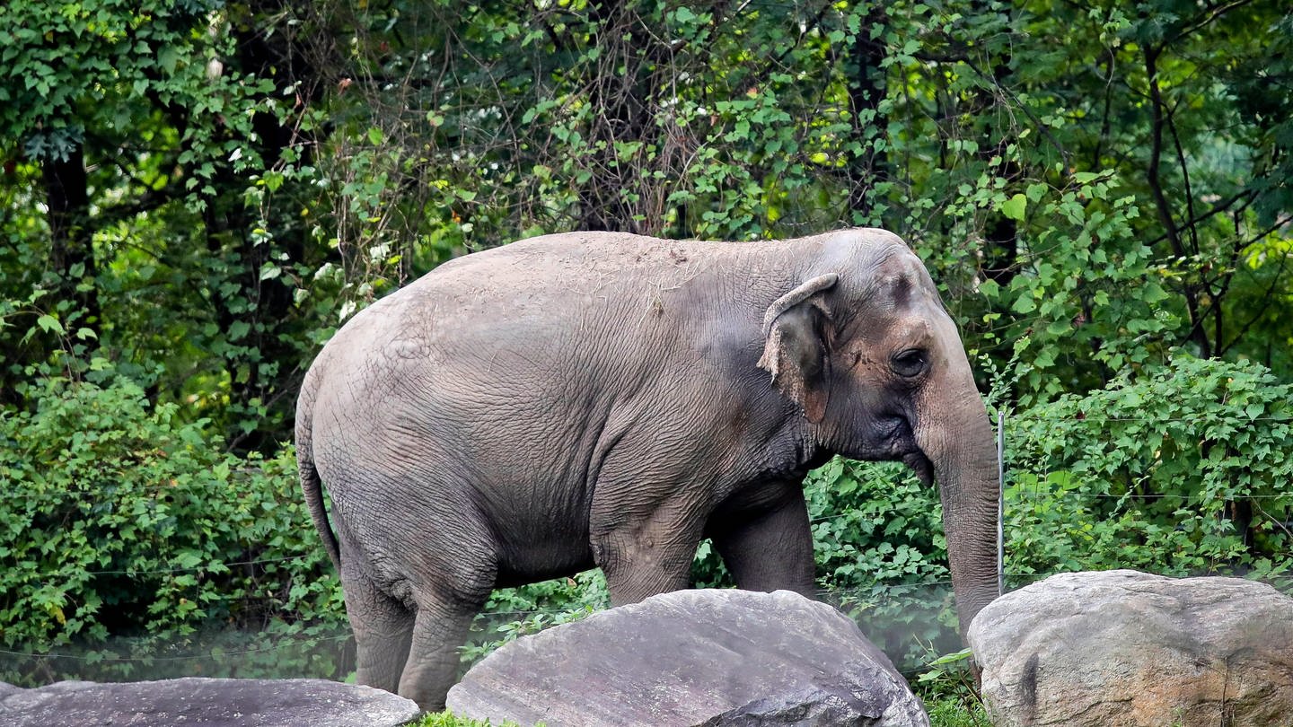 Elefant Happy Bronx Zoo New York