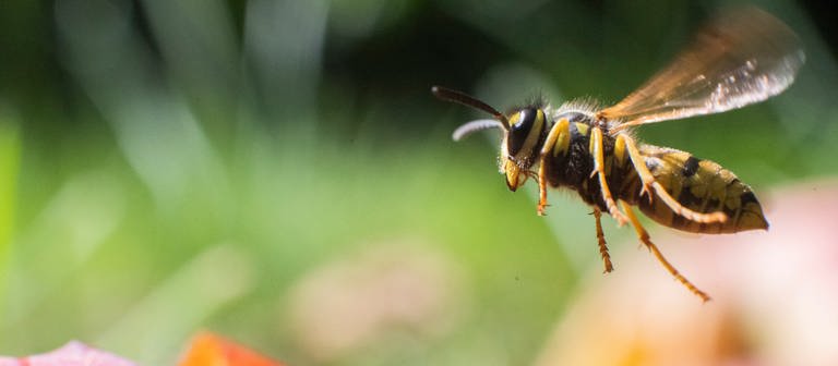 Eine Wespe fliegt über Äpfel in einem Obstgarten. (Foto: dpa Bildfunk, Picture Alliance)
