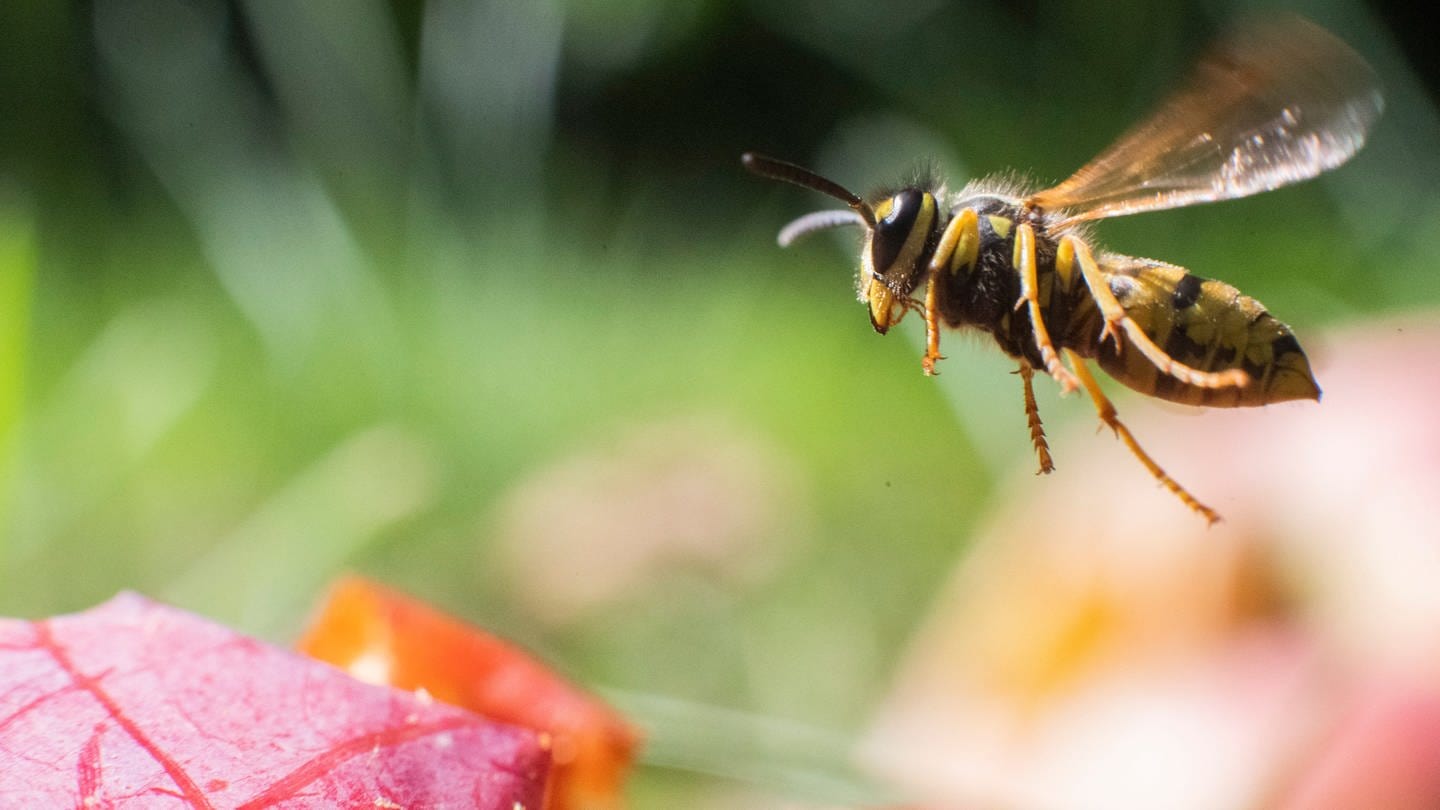 Eine Wespe fliegt über Äpfel in einem Obstgarten. (Foto: dpa Bildfunk, Picture Alliance)