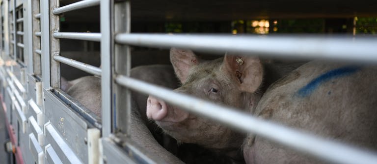 Schwein im Stall, Schweinepest (Foto: picture-alliance / Reportdienste, picture alliance/dpa | Lars Klemmer)