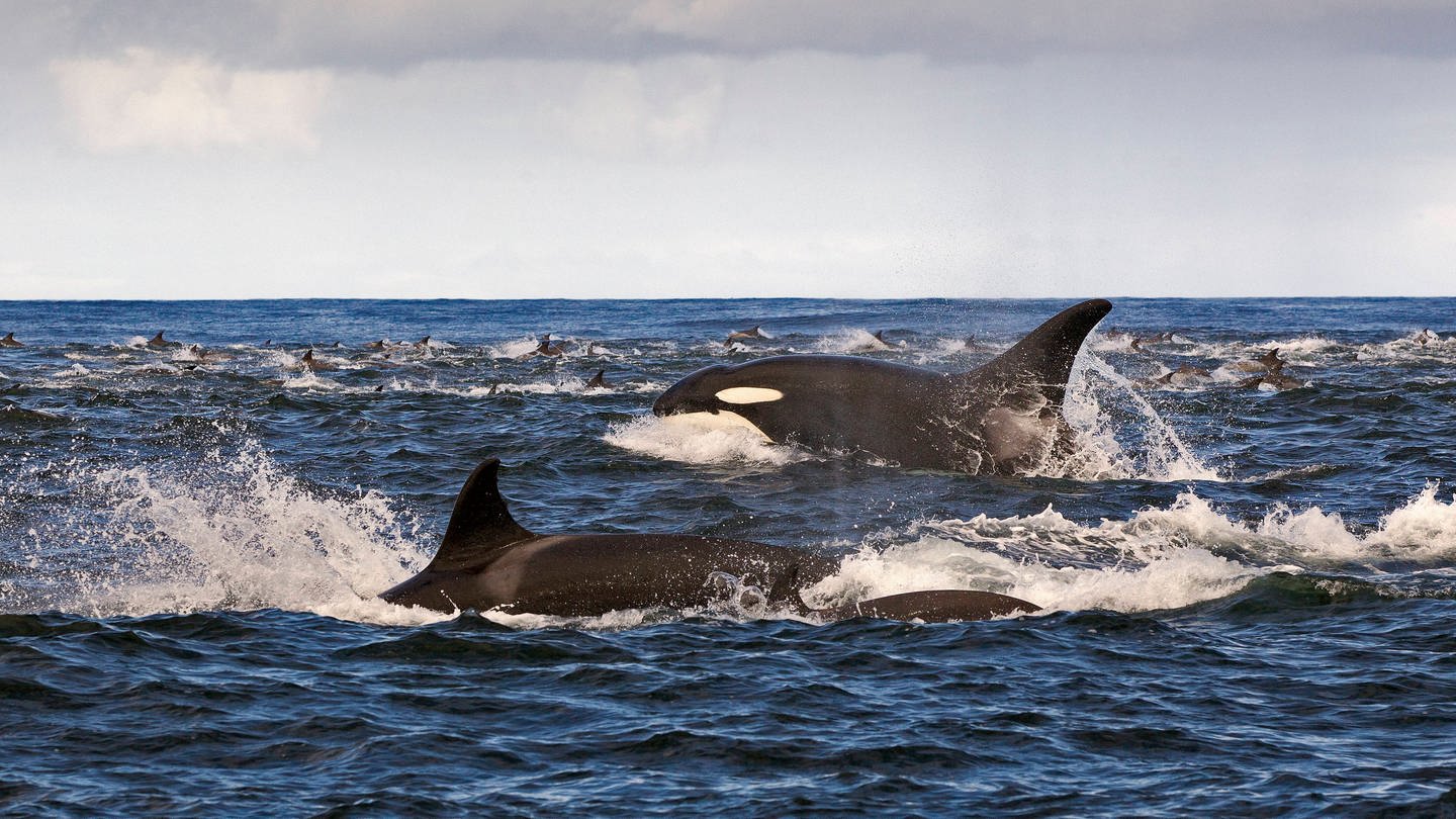 Zwei Orca Wale schwimmen im Meer