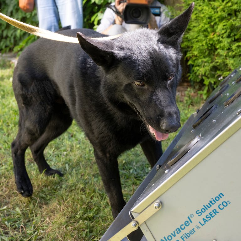 Corona Spürhund (Foto: picture-alliance / Reportdienste, picture alliance/dpa | Boris Roessler)