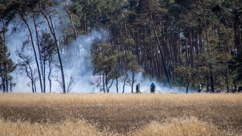 Am 3. Juli 2022 Sonntagnachmittag brach gegen 16:30 in der Gohrischerheide erneut ein Brand aus. Diesmal brannte es am Waldrand im Nordosten des großen Waldes.  (Foto: DASDING)