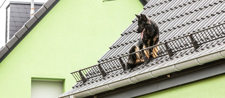 Feuerwehr rettet Hund von Dach in Idar-Oberstein (Foto: Foto Hosser)