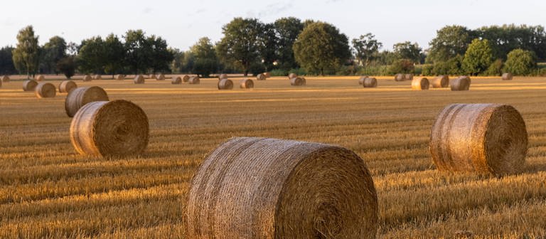 Ein abgeerntetes Weizenfeld mit Strohballen. (Foto: IMAGO, IMAGO / Andre Germar)