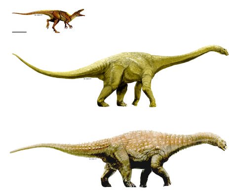 Die Rekonstruktion zeigt die drei neuen Dinosaurier-Arten (oben nach unten) Australovenator wintonensis, Wintonotitan wattsi, und Diamantinasaurus matildae (undatiertes Handout), die Wissenschaftler in Australien entdeckt haben. (Foto: dpa Bildfunk, picture-alliance/ dpa | T. Tischler)