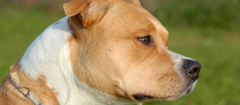 Zu sehen ist ein American Staffordshire Terrier. Im Hintergrund ist eine Wiese (Foto: IMAGO, IMAGO / YAY Images)