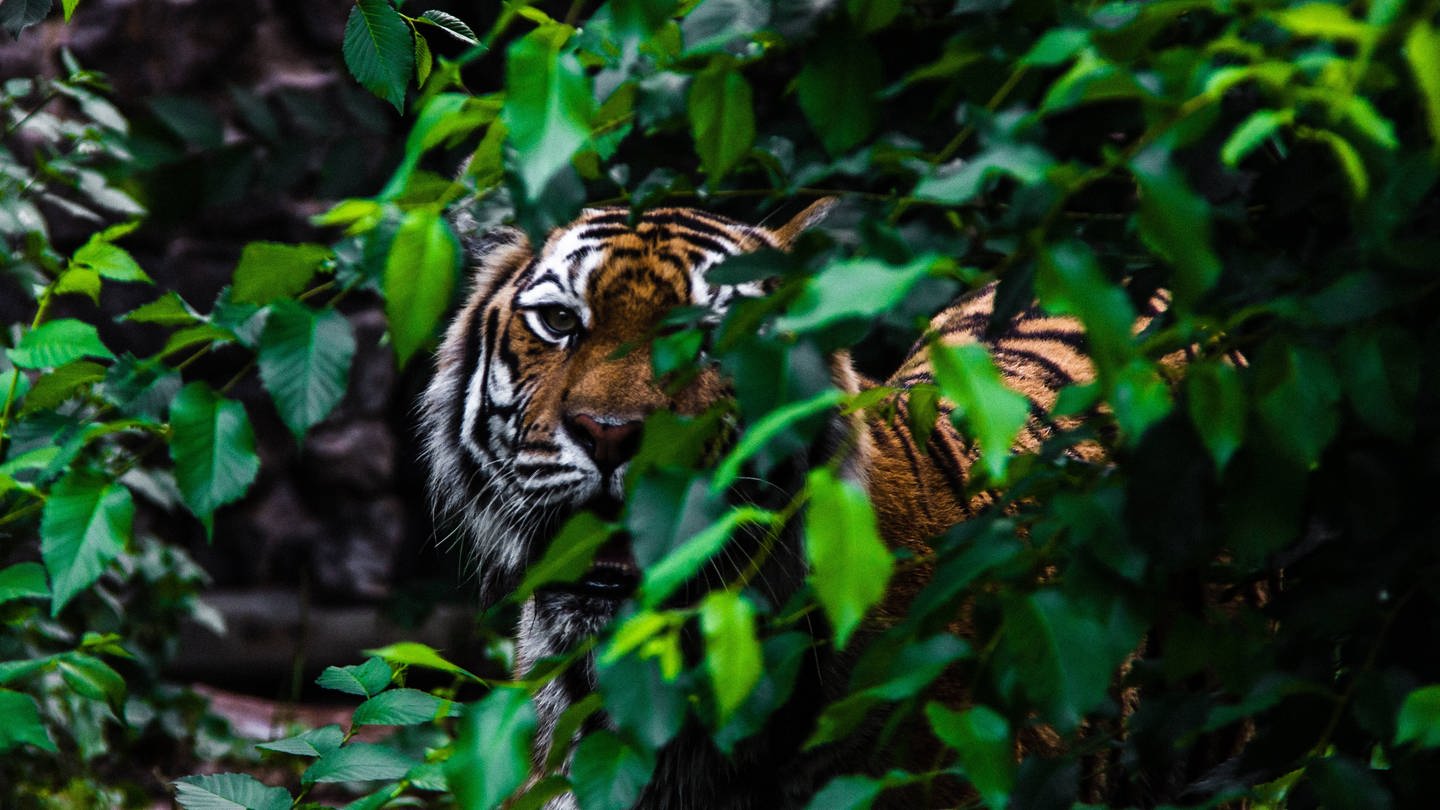 Tiger (Foto: IMAGO, IMAGO / Cavan Images)