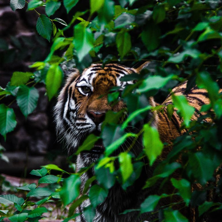Tiger (Foto: IMAGO, IMAGO / Cavan Images)