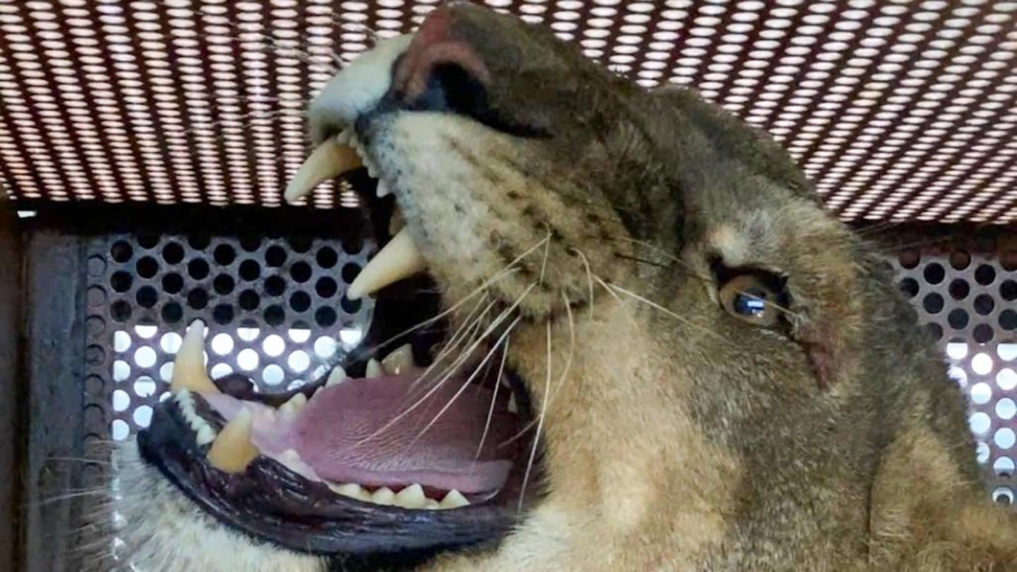 Eine Löwin sitzt in ihrer Tiertransportbox bei Autopanne auf der Autobahn 5