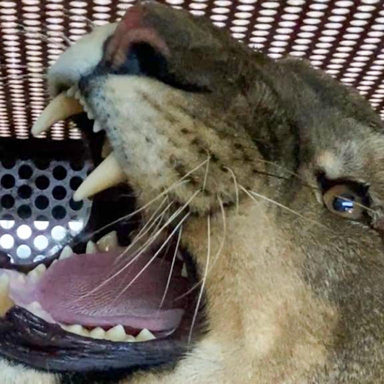 Eine Löwin sitzt in ihrer Tiertransportbox bei Autopanne auf der Autobahn 5 (Foto: dpa Bildfunk, picture alliance/dpa/Einsatz-Report24 | Einsatz-Report24)