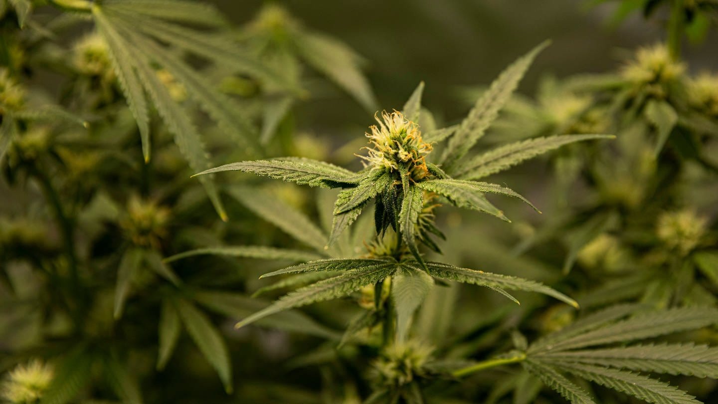 Einige Marihuana-Pflanzen stehen offenbar in einem Raum. (Foto: IMAGO, IMAGO / ZUMA Wire)