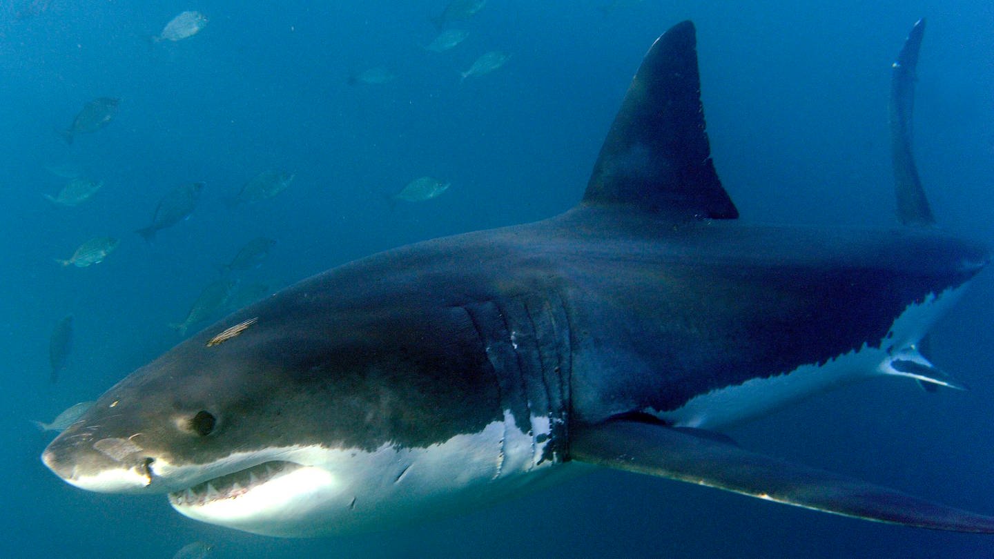 Ein großer Weißer Hai, aufgenommen am 19.06.2010 im Indischen Ozean vor Gansbaai (Südafrika).