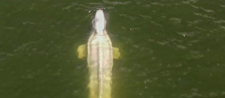 Diese von einer Drohne der Umweltschutzorganisation Sea Shepherd aufgenommene Luftaufnahme zeigt einen Belugawal in der Seine. (Foto: dpa Bildfunk, picture alliance/dpa/Sea Shepherd/AP | Uncredited)