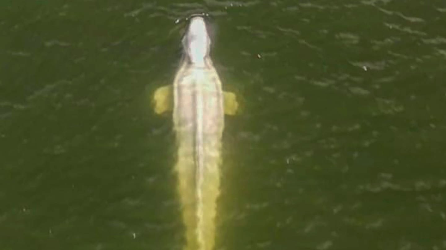 Diese von einer Drohne der Umweltschutzorganisation Sea Shepherd aufgenommene Luftaufnahme zeigt einen Belugawal in der Seine.