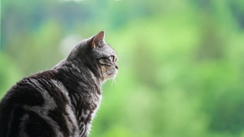 Katze schaut ins Grüne.  (Foto: IMAGO, IMAGO / Panthermedia)