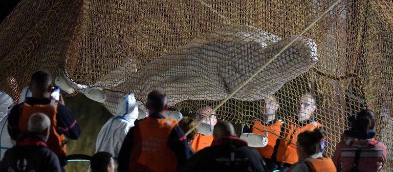 Retter ziehen ein Netz auf, um einen in der Seine gestrandeten Belugawal bei Notre Dame de la-Garenne zu retten.  (Foto: dpa Bildfunk, picture alliance/dpa/AFP | Jean-Francois Monier)