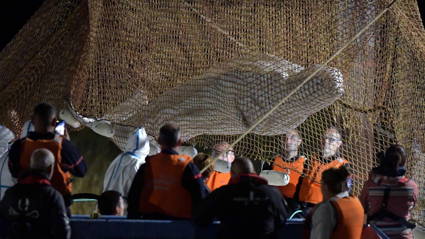 Retter ziehen ein Netz auf, um einen in der Seine gestrandeten Belugawal bei Notre Dame de la-Garenne zu retten. (Foto: dpa Bildfunk, picture alliance/dpa/AFP | Jean-Francois Monier)