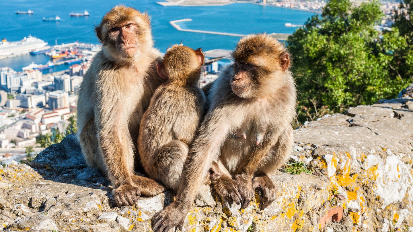 Affen in Gibraltar