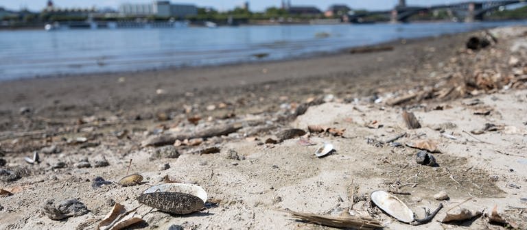 Muscheln liegen auf dem Strand, der durch das Niedrigwasser des Rheins freigegeben ist.  (Foto: dpa Bildfunk, picture alliance/dpa | Hannes P Albert)