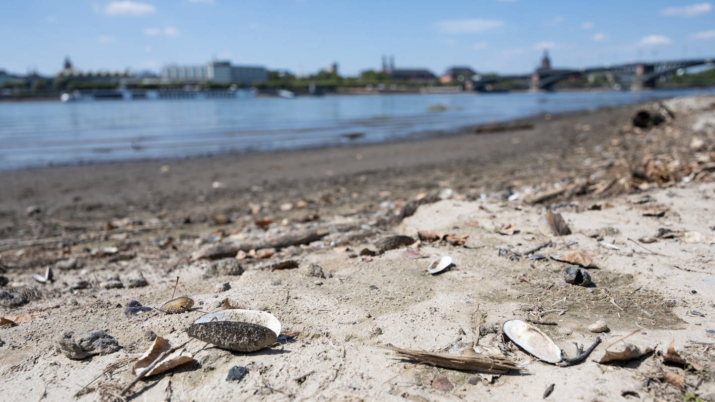 Muscheln liegen auf dem Strand, der durch das Niedrigwasser des Rheins freigegeben ist.
