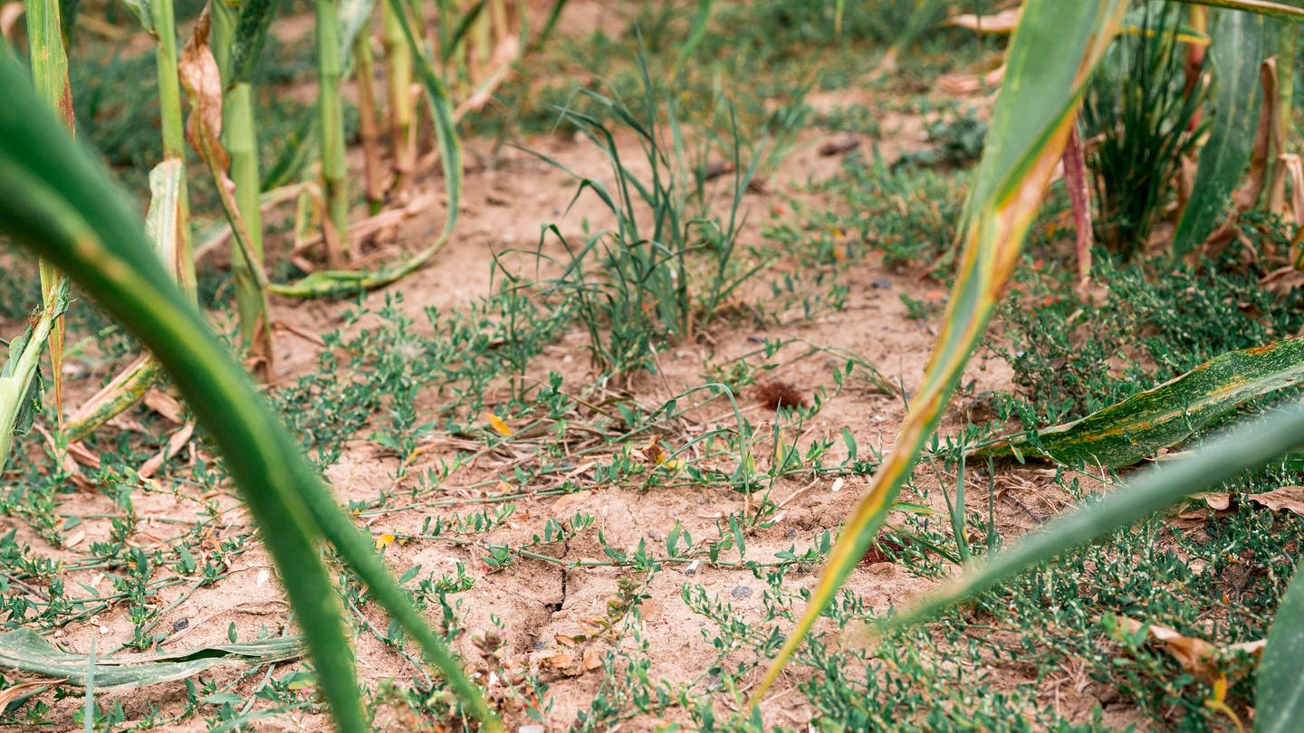 Der Boden eines Maisfeldes ist trocken und die Blätter des Maises werden bereits gelb. (Foto: dpa Bildfunk, picture alliance/dpa | Daniel Vogl)
