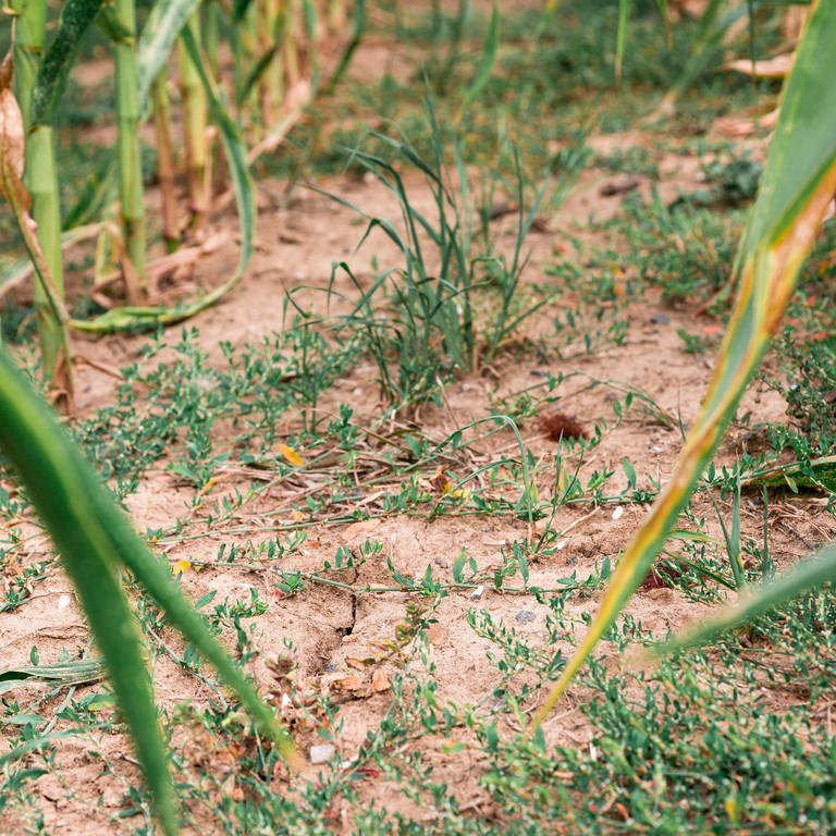 Der Boden eines Maisfeldes ist trocken und die Blätter des Maises werden bereits gelb. (Foto: dpa Bildfunk, picture alliance/dpa | Daniel Vogl)