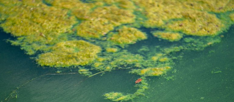 Ein großer Blaualgenteppich bedeckt den Baggersee Breitengüßbach. Aufgrund der Blaualgen wurden für den Baggersee bereits ein Badeverbot verhängt. (Foto: picture-alliance / Reportdienste, picture alliance/dpa | Nicolas Armer)