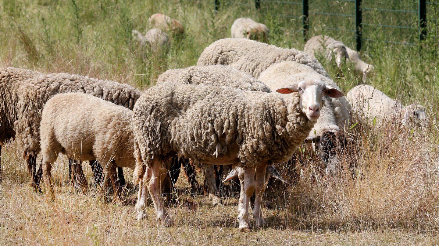 Schafe fressen in einer eingezäunten Entwässerungsanlage der A40 Gras. Die Schafe sollen als natürliche Rasenmäher den Bewuchs in den Autobahnentwässerungsanlagen kurz halten.