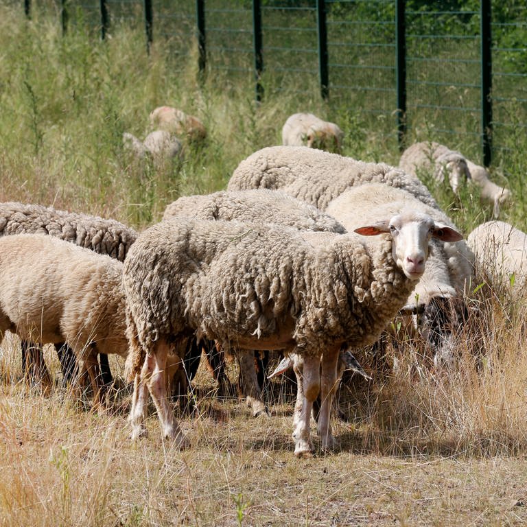Schafe fressen in einer eingezäunten Entwässerungsanlage der A40 Gras. Die Schafe sollen als natürliche Rasenmäher den Bewuchs in den Autobahnentwässerungsanlagen kurz halten. (Foto: dpa Bildfunk, picture alliance/dpa | Roland Weihrauch)