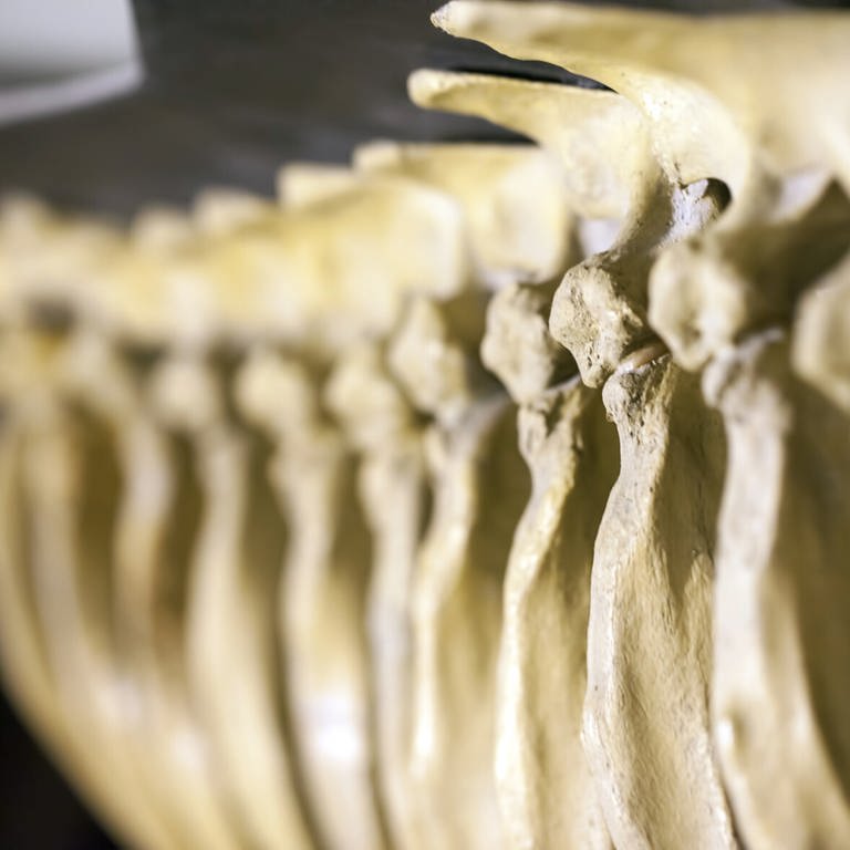 Dinosaurier-Skelett (Foto: IMAGO, IMAGO / agefotostock)